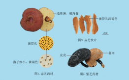 灵芝