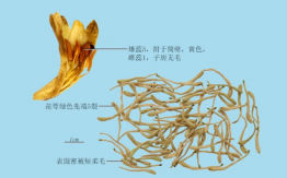 金银花