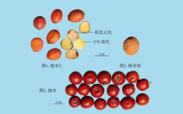 酸枣仁