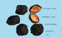 乌梅