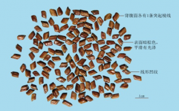 决明子
