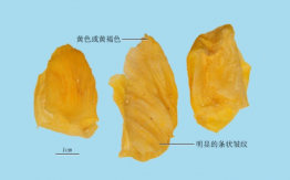 鸡内金