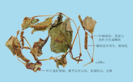 鱼腥草
