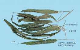 淡竹叶