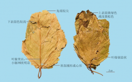 桑叶