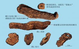 肉苁蓉