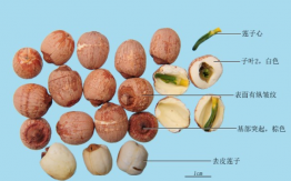 莲子