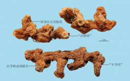 黄精
