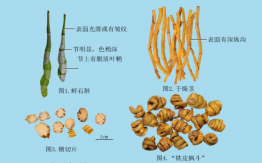 铁皮石斛