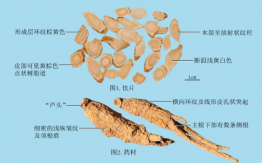 西洋参