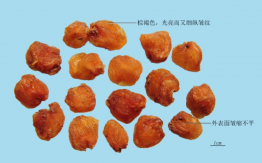 龙眼肉（桂圆）
