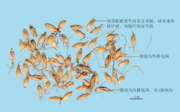 麦芽