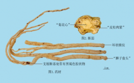 党参