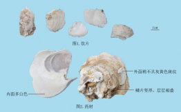 牡蛎