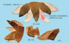 化橘红