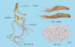 人参
