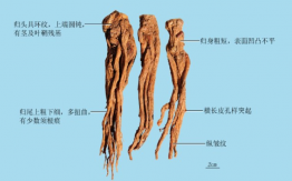 当归