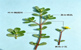 马齿苋