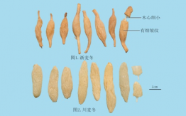 麦冬